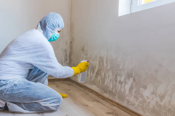 Licensed Mold Remediation service in Purcellville, VA - WQB Mold Removal