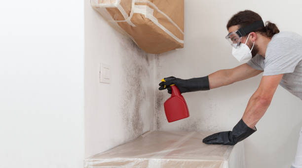 Professional Mold Remediation technician working in Purcellville, VA